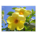 Suche nach trompete blume poster Fotografie