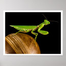 Suche nach entomologe poster Insekten