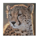 Suche nach gepard fliesen Tag