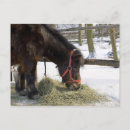 Suche nach seitlich postkarten Pferd