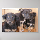 Suche nach freie poster Tiere