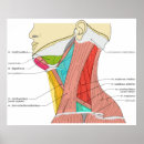 Suche nach nacke poster Muskeln