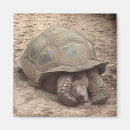 Suche nach schildkröten magnete Fotografie