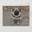 Suche nach trauriger mops poster Niedlich