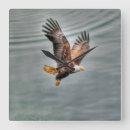 Suche nach der adler wanduhren Berichterstatter