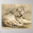 Suche nach tiger foto poster Fotografie