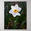 Suche nach narzisse poster Daffodil
