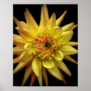 Suche nach dahlie poster Mit blumen