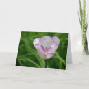 Suche nach lila tulpen karten Fotografie