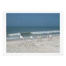 Suche nach tropischer strand poster Vögel