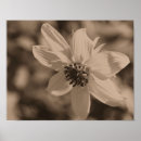 Suche nach vintage sepia poster Blumig