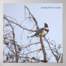 Suche nach eisvogel poster Vögel