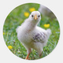Suche nach baby küken aufkleber Foto
