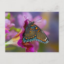 Suche nach papilio Blau