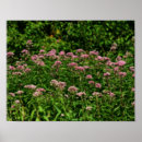 Suche nach fächer poster Botanisch