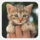 Suche nach hauskatze aufkleber Haustier