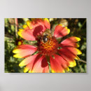 Suche nach kern poster Blume