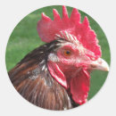 Suche nach hahn aufkleber Hähnchen