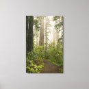 Suche nach redwood leinwandbilder Kalifornien