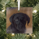 Suche nach labrador ornamente Niedlich