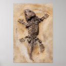 Suche nach dinosaurier skelett poster Fossilien