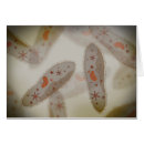 Suche nach protozoen postkarten Algen