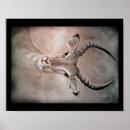 Suche nach gazelle poster Natur
