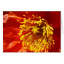 Suche nach gelbe mohnblume postkarten Rot