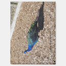 Suche nach indisches magnete Vogel