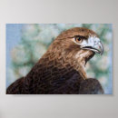 Suche nach roter schwanz poster Vogelvogel