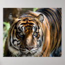 Suche nach sumatran kunst Tiger