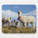 Suche nach herde mousepads Tier