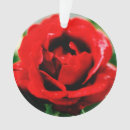 Suche nach rote rosen ornamente Blume