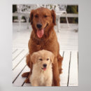 Suche nach goldener hund poster Vertikal