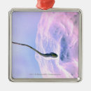 Suche nach ei ornamente Samenzellen