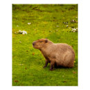 Suche nach capybara poster Niedlich
