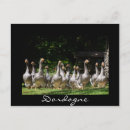 Suche nach schwarze vögel postkarten Gänse