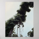 Suche nach rebe poster Pflanze