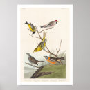 Suche nach roter vogel poster Vogelliebhaber