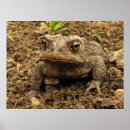 Suche nach lustige frosch poster Tiere