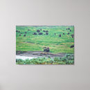 Suche nach amerikanischer bison leinwandbilder Gelbstein