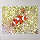 Suche nach clownfische poster Unterwasser