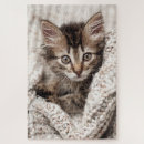 Suche nach kitten puzzle Katze