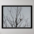 Suche nach kahl poster Vögel