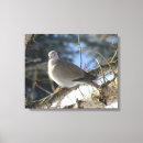 Suche nach singvogel poster Bunt