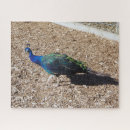 Suche nach indisch puzzle Vogel