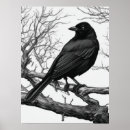 Suche nach amsel poster Krähe