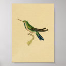 Suche nach kolibri poster Illustration