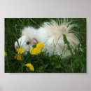 Suche nach piggy poster Meerschweinchen