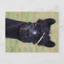 Suche nach tierpostkarten postkarten Alpaka